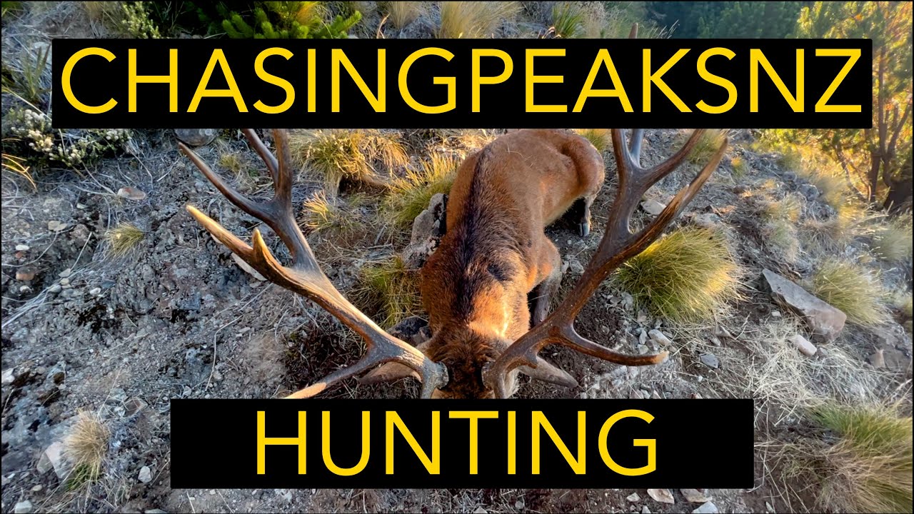 We DIDN'T EXPECT a STAG like THIS!!!! - Hunting Chasing Peaks NZ
