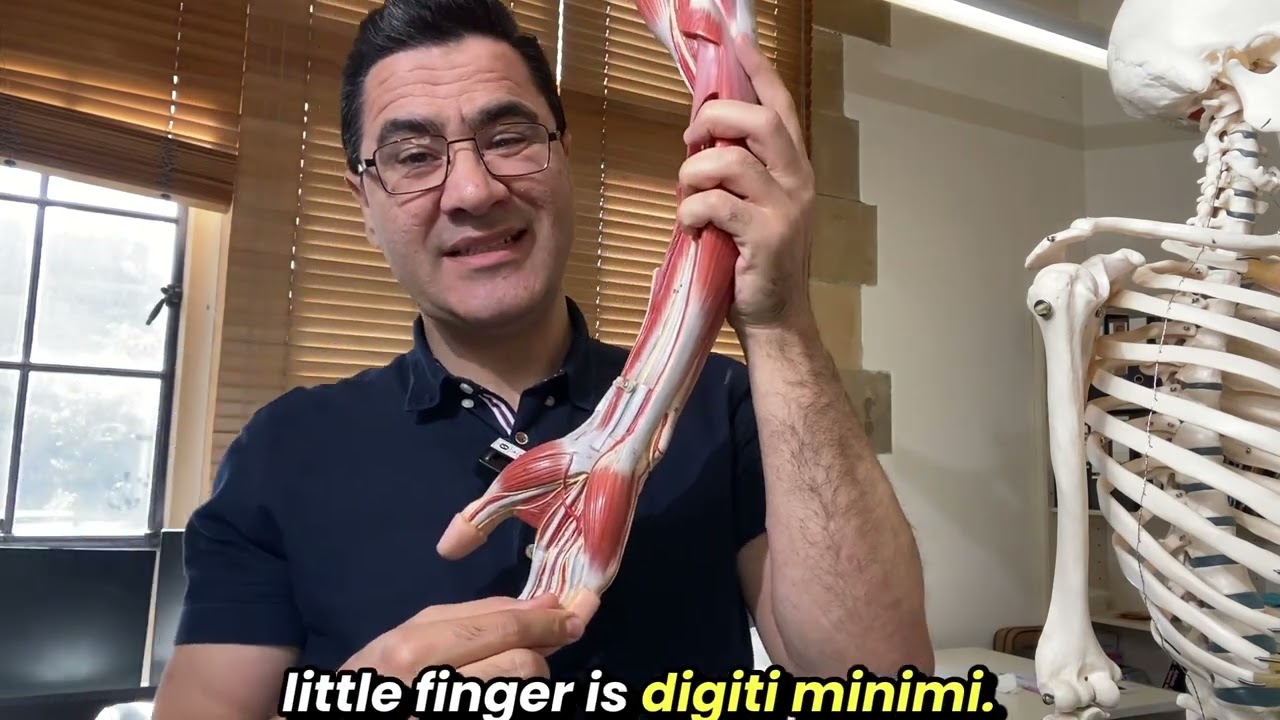 The Hidden Hand Muscles That Make You Human: Intrinsic Hand Muscles