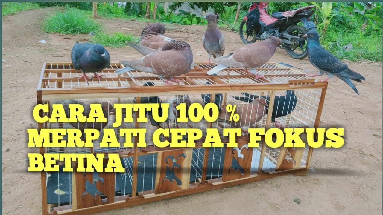 CARA JITU 100 % MERPATI CEPAT FOKUS BETINA