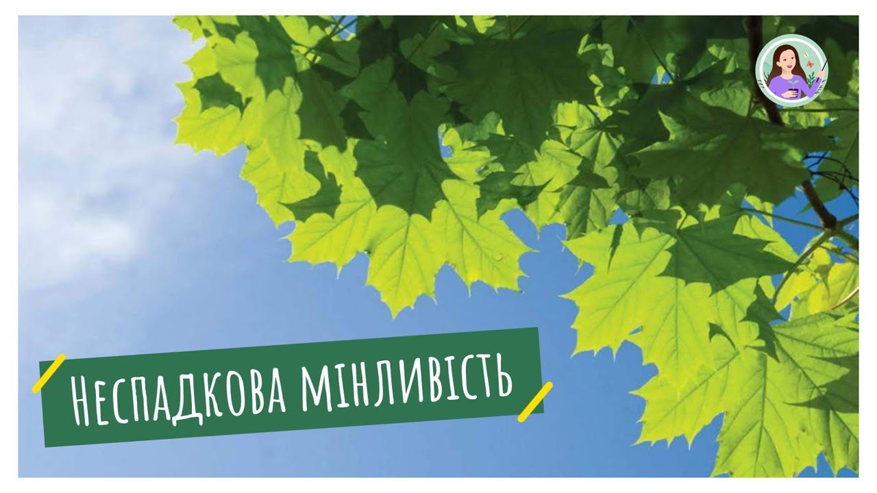 Модифікаційна (неспадкова) мінливість