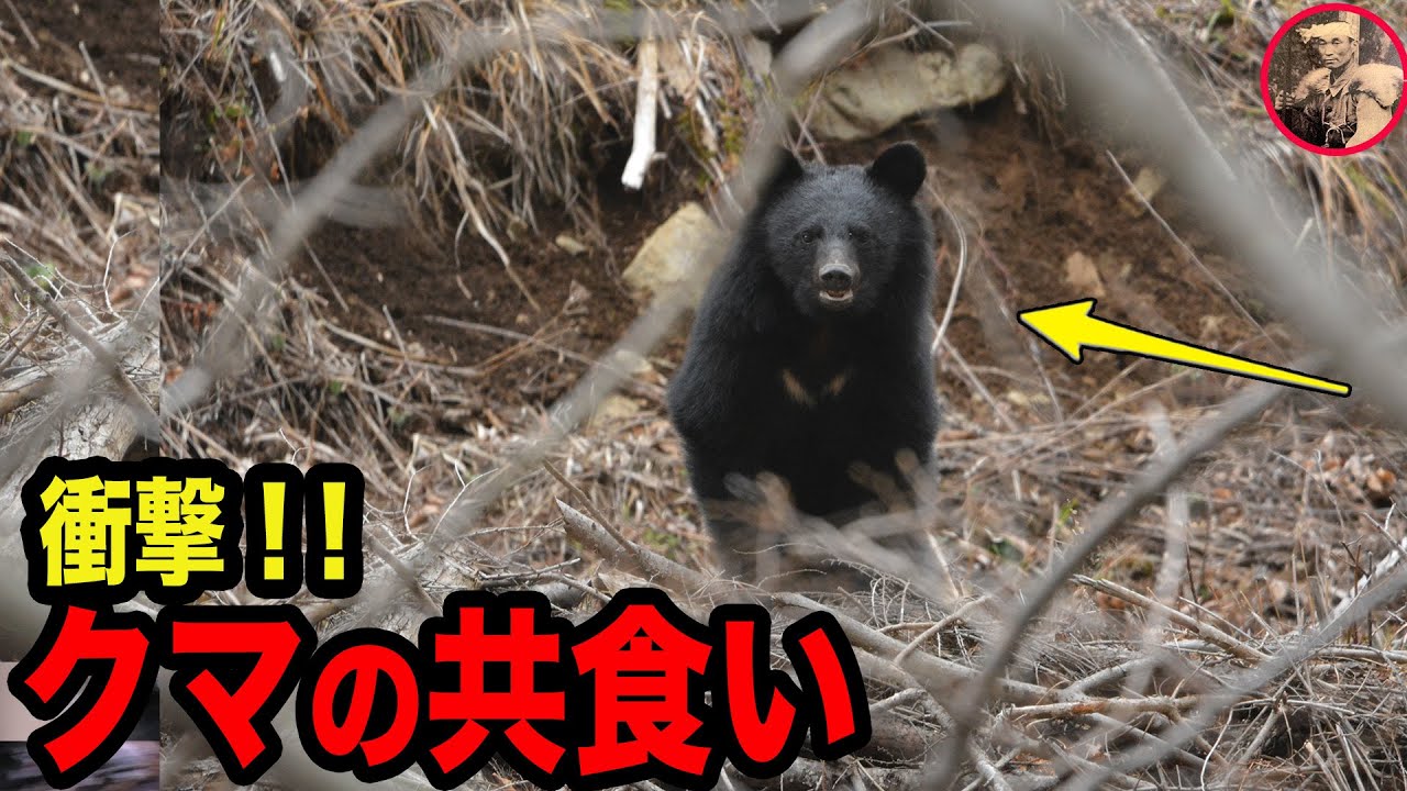 【クマ猟解禁】マタギが見つけた貴重なクマの共食いの痕跡
