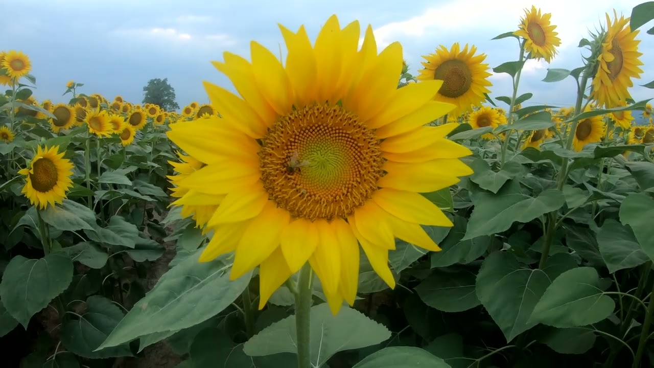 Viaggio nel campo di Girasoli