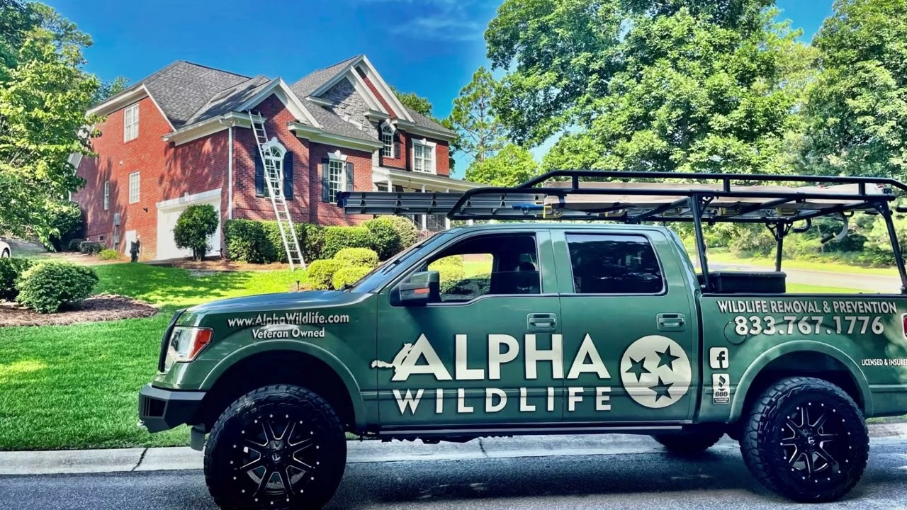 Alpha Wildlife - Professional Bat Removal