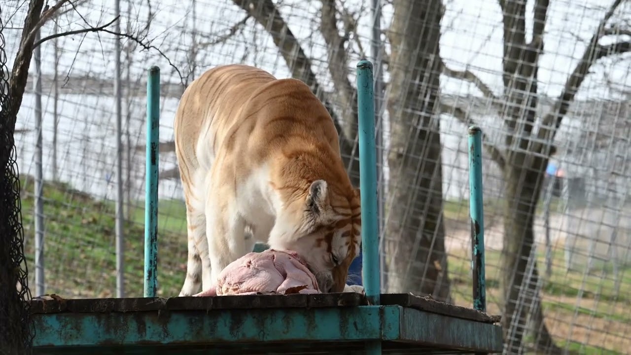 🦃🐯 Thanksgiving Big Cat Edition! Nothing says “holiday spirit” like big cats getting turkey treats