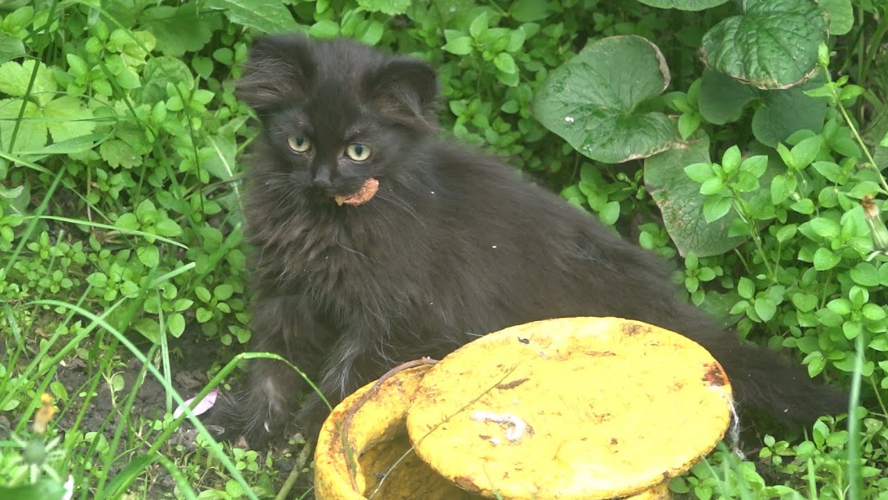 The Fluffy Black Kitten Lives!