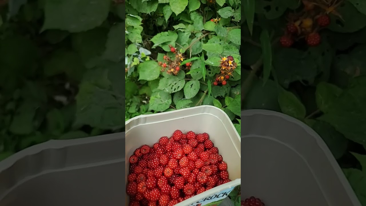 Picking wild wineberries in Pennsylvania