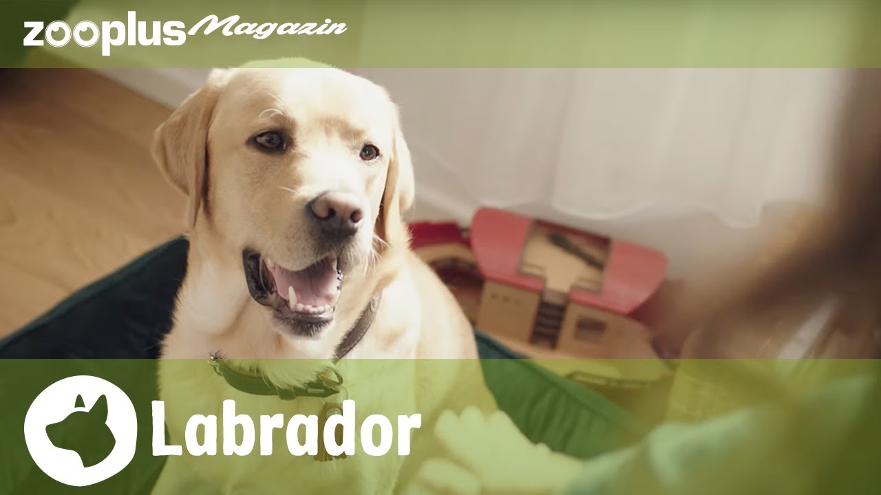 Labrador Retriever: Showline vs Arbeitslinie, Erziehung & Charakter | zooplus.de