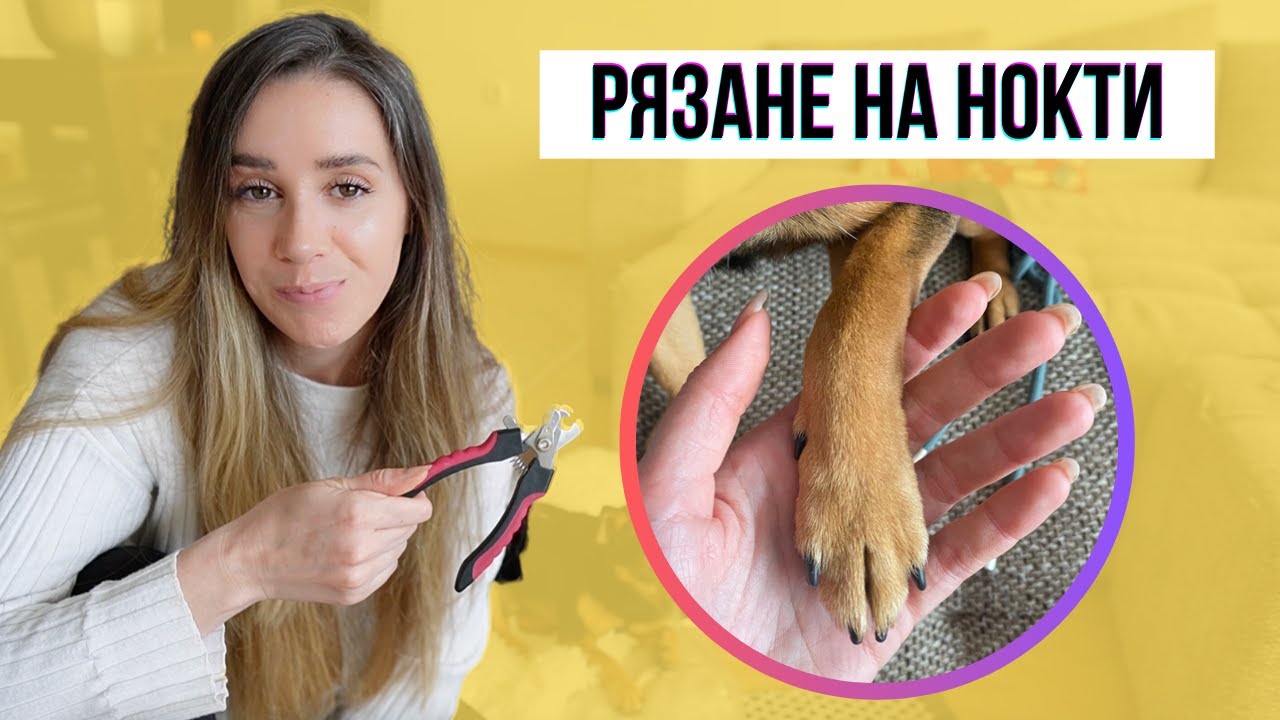 Как режа ноктите на моите кучета | Животът с куче