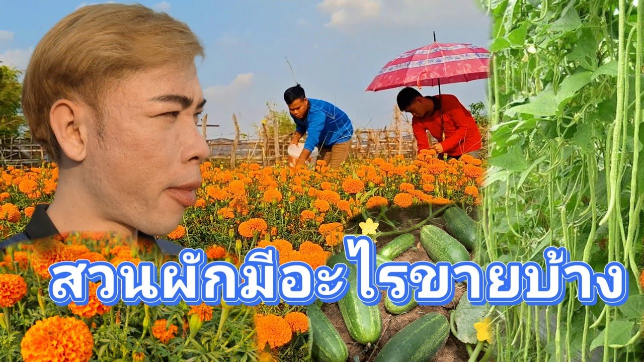 Ep: 1353 อยากขายจา อยากขาย เอาทุกอย่างที่ได้เงิน เพราะฉะนั้น.............