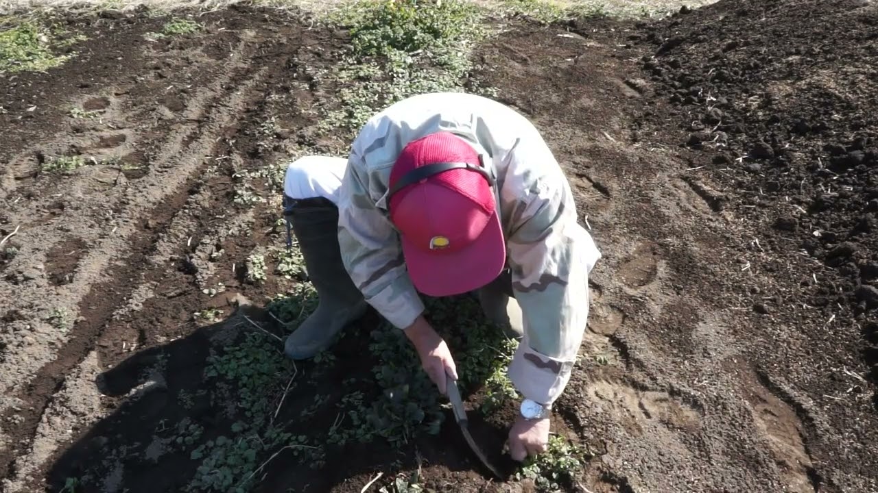 プチエコ自然農　ほうれん草　株元除草　ニラの短冊苗　プラグ苗　2月13日