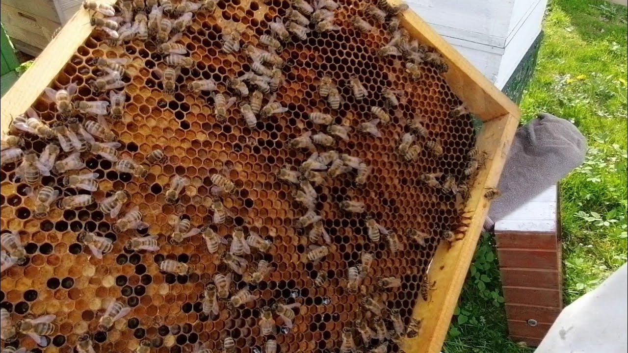 Co daje podkarmianie rozwojowe pszczół zimną wiosną.
