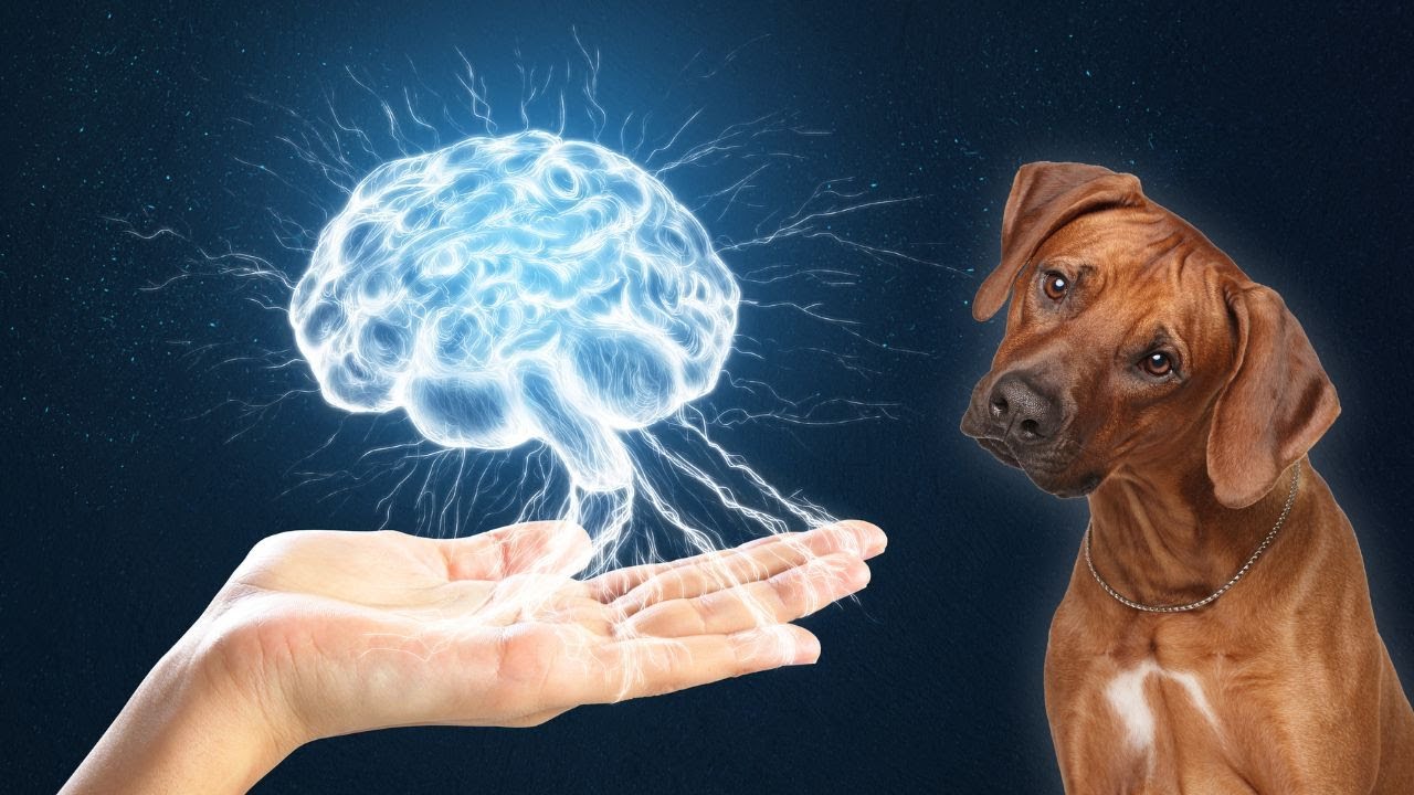 Crisi epilettica nel cane: cosa fare?
