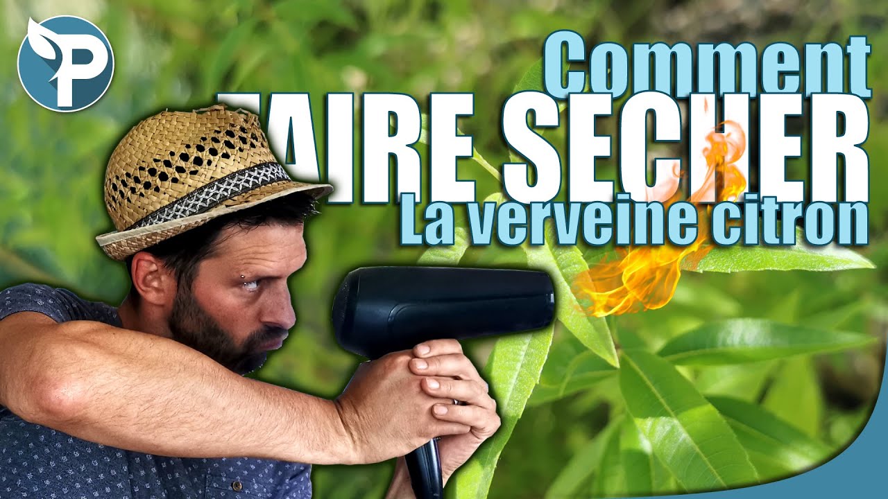 Comment SECHER et CONSERVER la verveine