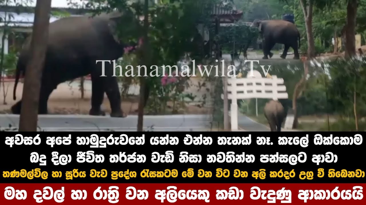 තණමල්විල හා සුරිය වැව වන අලි ගම්වැදී විනාශ කරයි