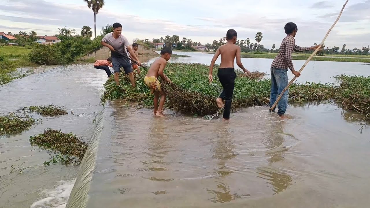 Remove floating plant that clog the large drainage dam