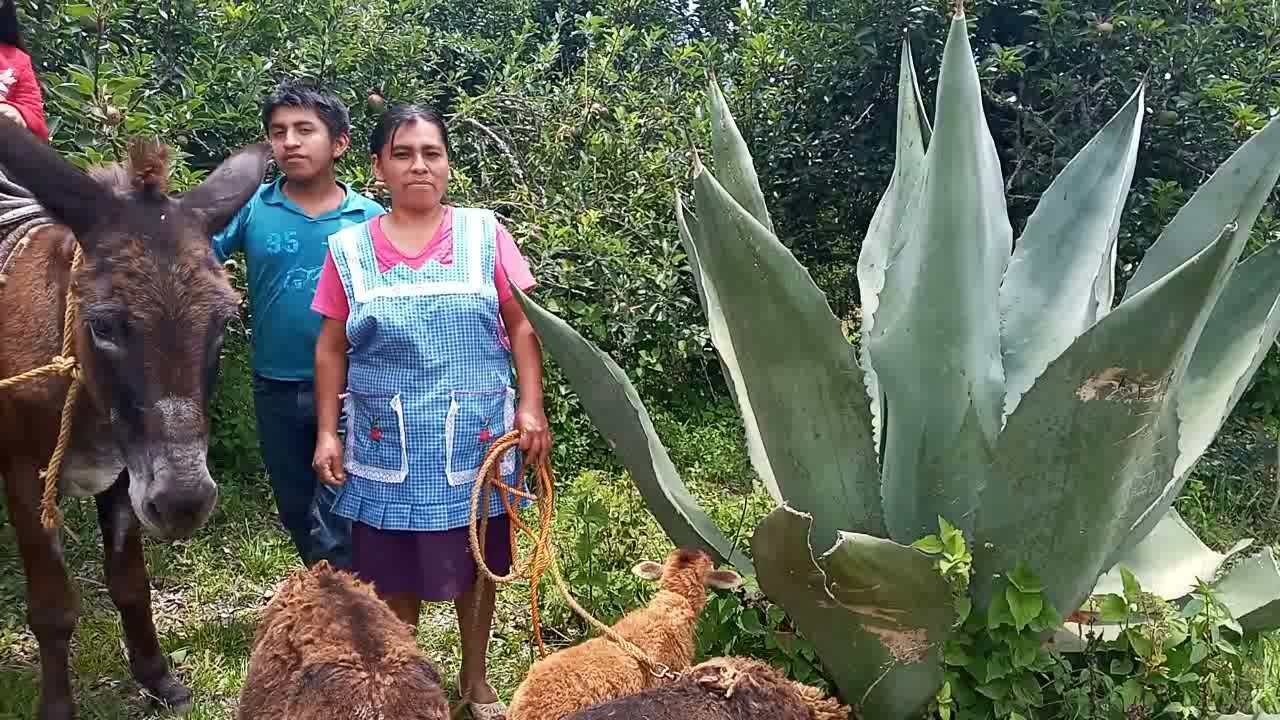 Buscando hongos negros en el monte - Mi lindo Oaxaca