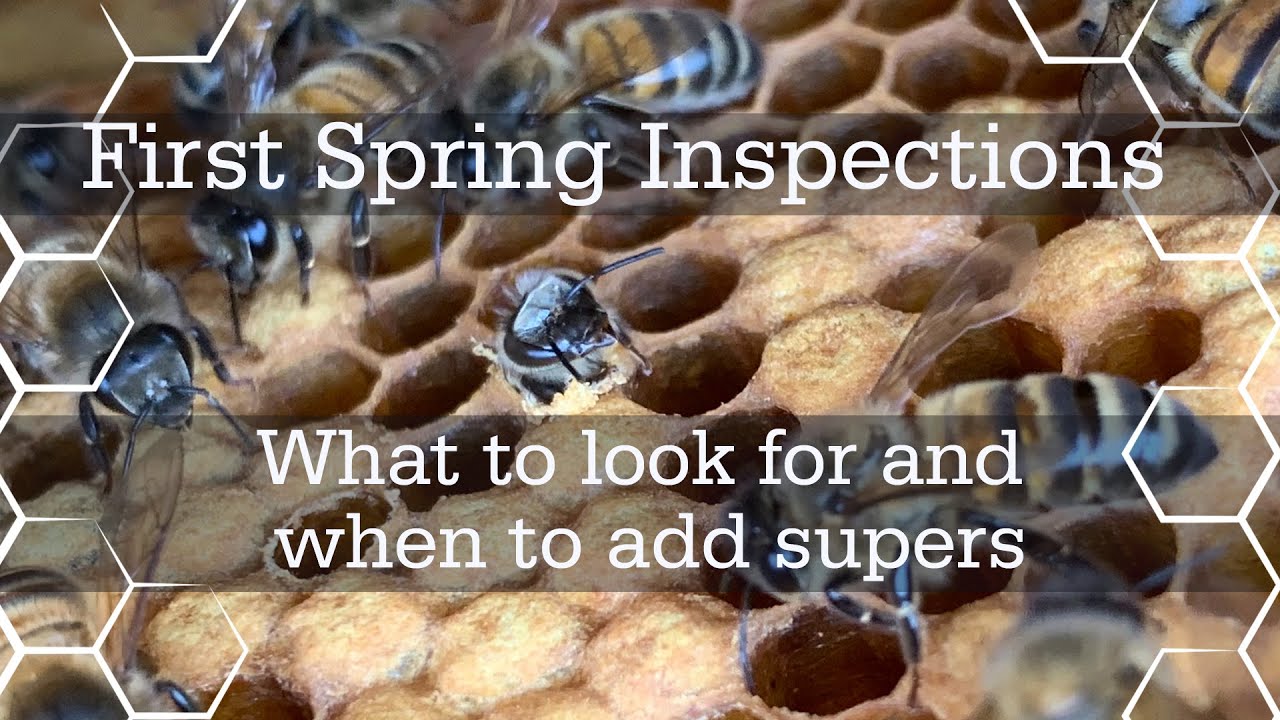 Spring Hive Inspections! What to look for and when to add supers