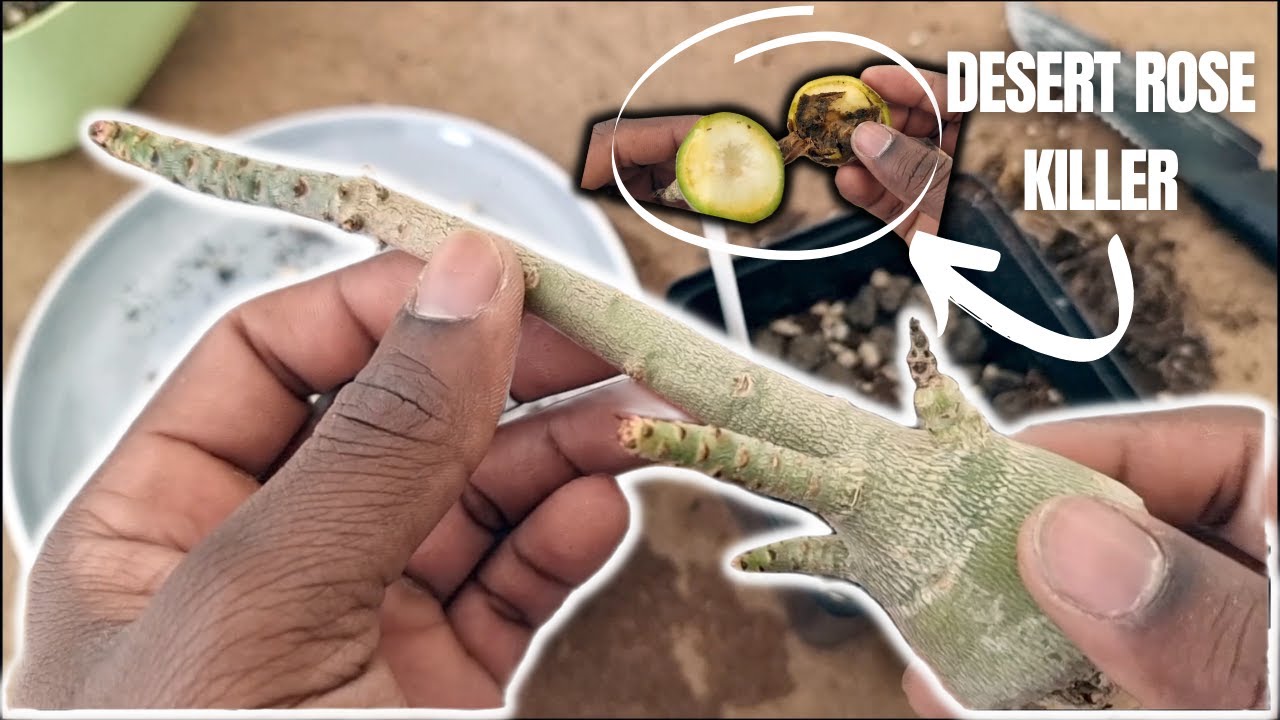 Desert Rose Root Rot | Saving your Adenium Obesum