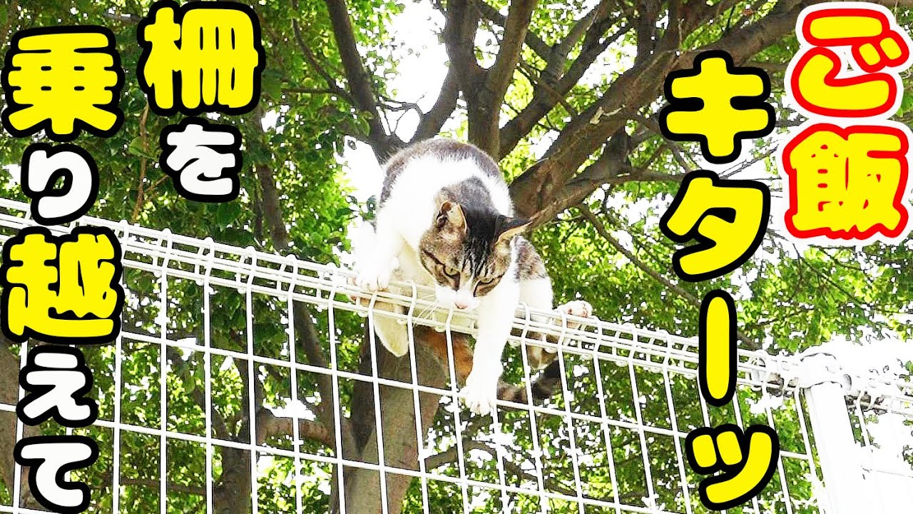 空腹な猫たちにご飯を持っていくと・・・  さくらねこたちと野良猫への給餌