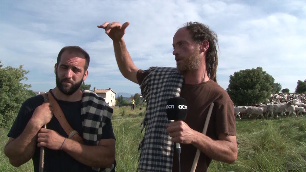 Ramats transhumants a Prats de Lluçanès