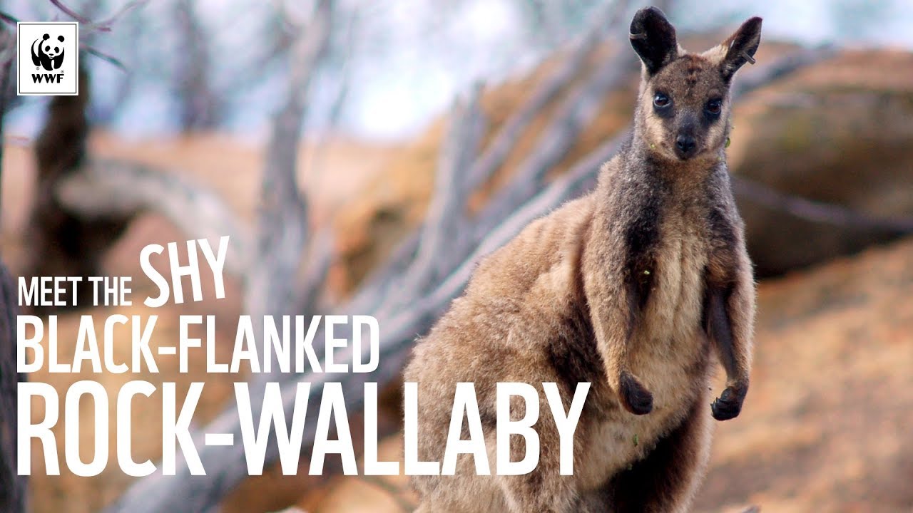 Meet The Shy Black-Flanked Rock-Wallaby | WWF-Australia