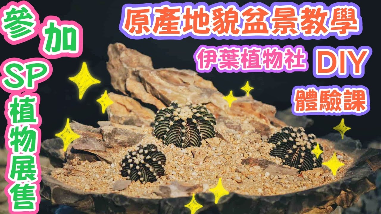 ［跟著阿郁種］來田尾參加原產地貌造景DIY#caudex##bonsai#塊根植物#塊根#多肉植物#多肉#盆栽#盆景#沙漠玫瑰#植物燈#龍舌蘭#美食#園藝#花園#花#療癒#旅行#鹿角蕨#觀葉植物#有趣