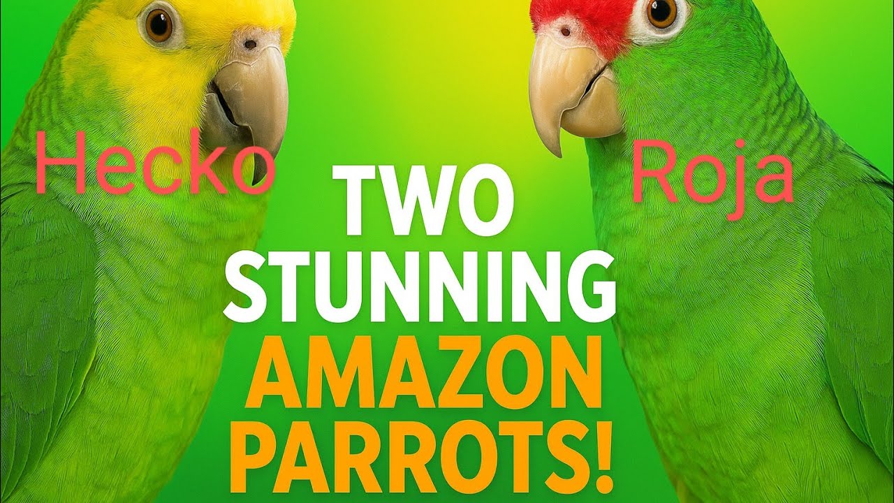 “Meet the Amazing Yellow-Headed and Red-Crowned Amazon Parrots named Hecko and Roha amazing videos.