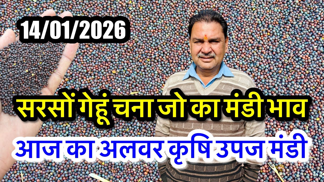 सरसों का भाव आज/सरसों के भाव में तेज़ी का उछाल देखें भाव/Sarson Ka Bhav Today Mandi Bhav Aaj Ke Rate