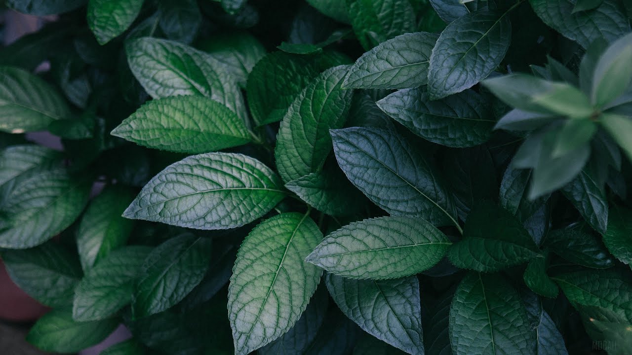 Plant Ecology (Flora)