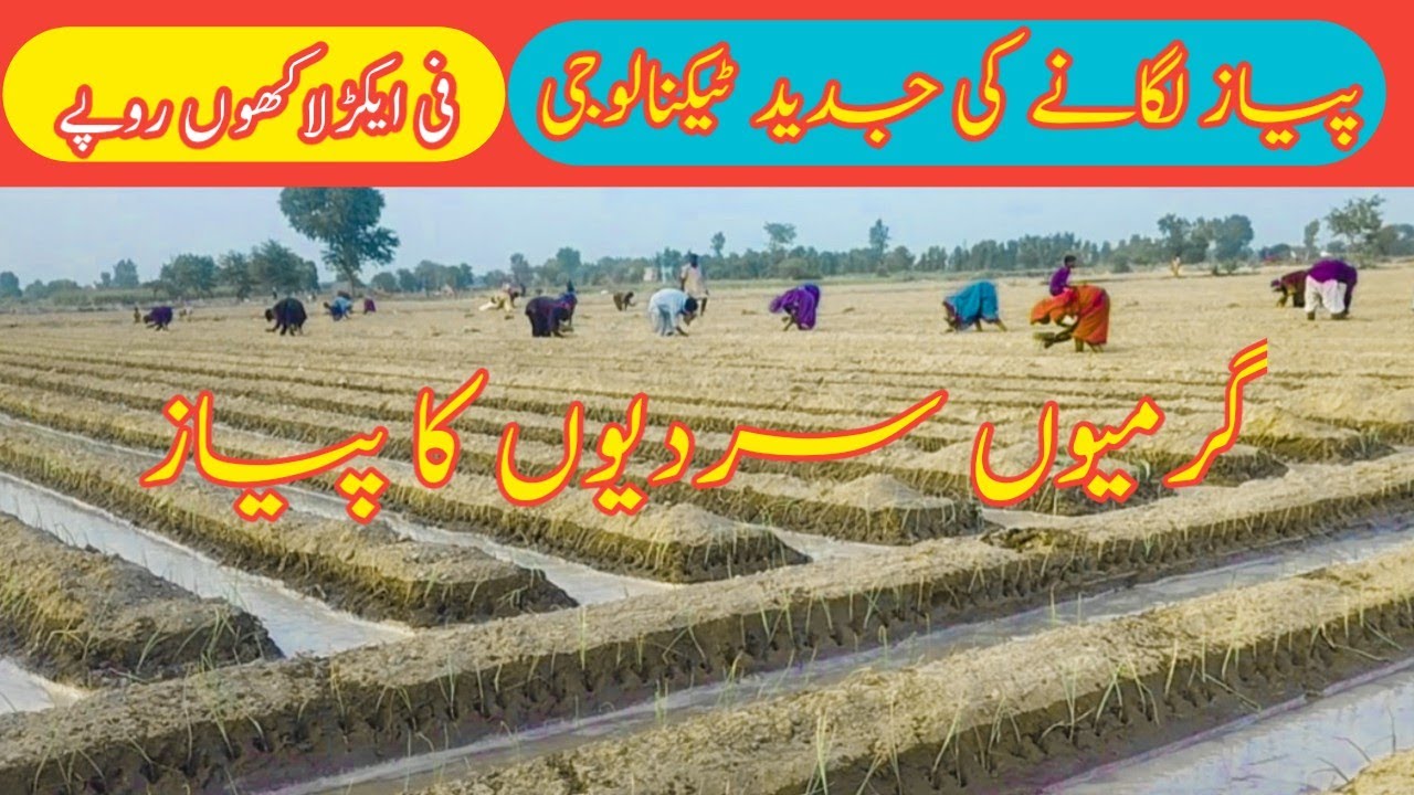 Onion Farming Cultivation/Payaz Farming in Pakistan /high density Onion Advanced Farming......