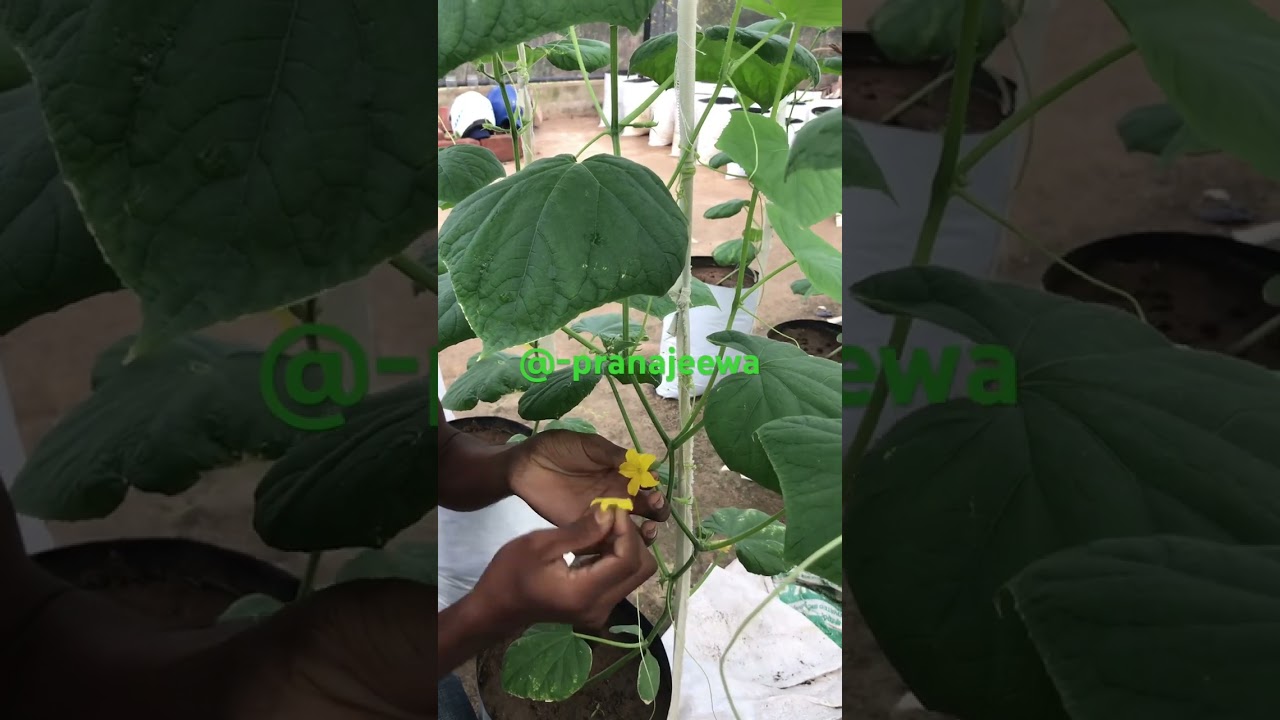 How to grow gherkin? #agriculture #agriculturemarkets #agricultureworld #flower #agri @-pranajeewa