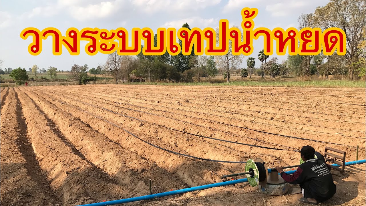 วางระบบน้ำหยด ปลูกมันเกษตรศาสตร์80