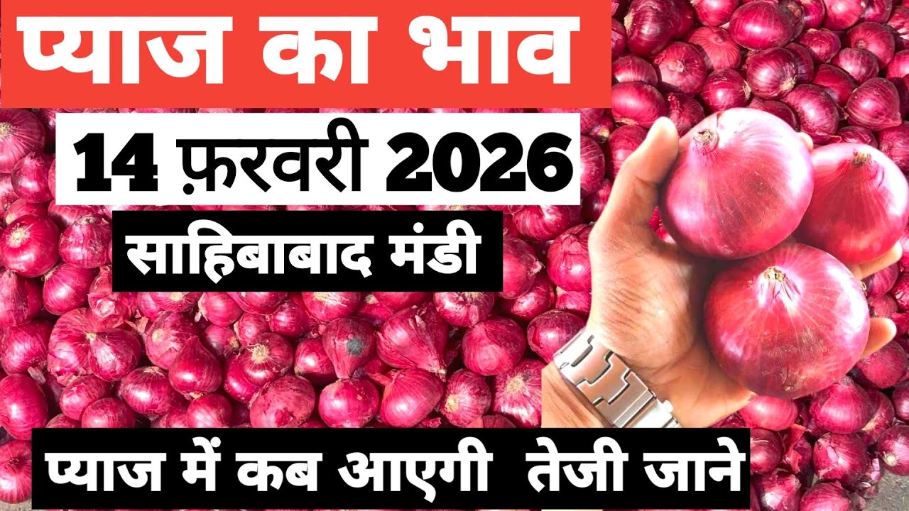 14 February 2026 🧅 प्याज का भाव साहिबाबाद मंडी | today onion rates #delhimandi #onion #todayonion 