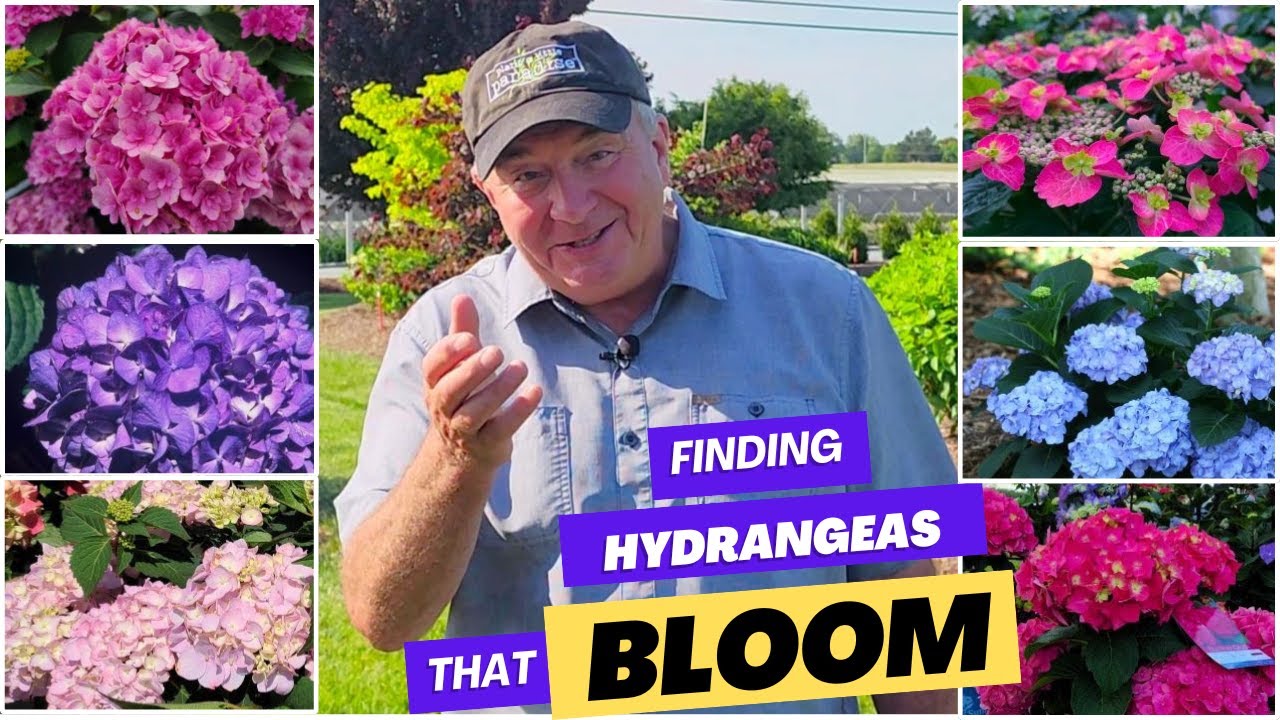Finding Hydrangeas That Bloom Reliably - First Results From Our Remontancy Trials    😅👍👏