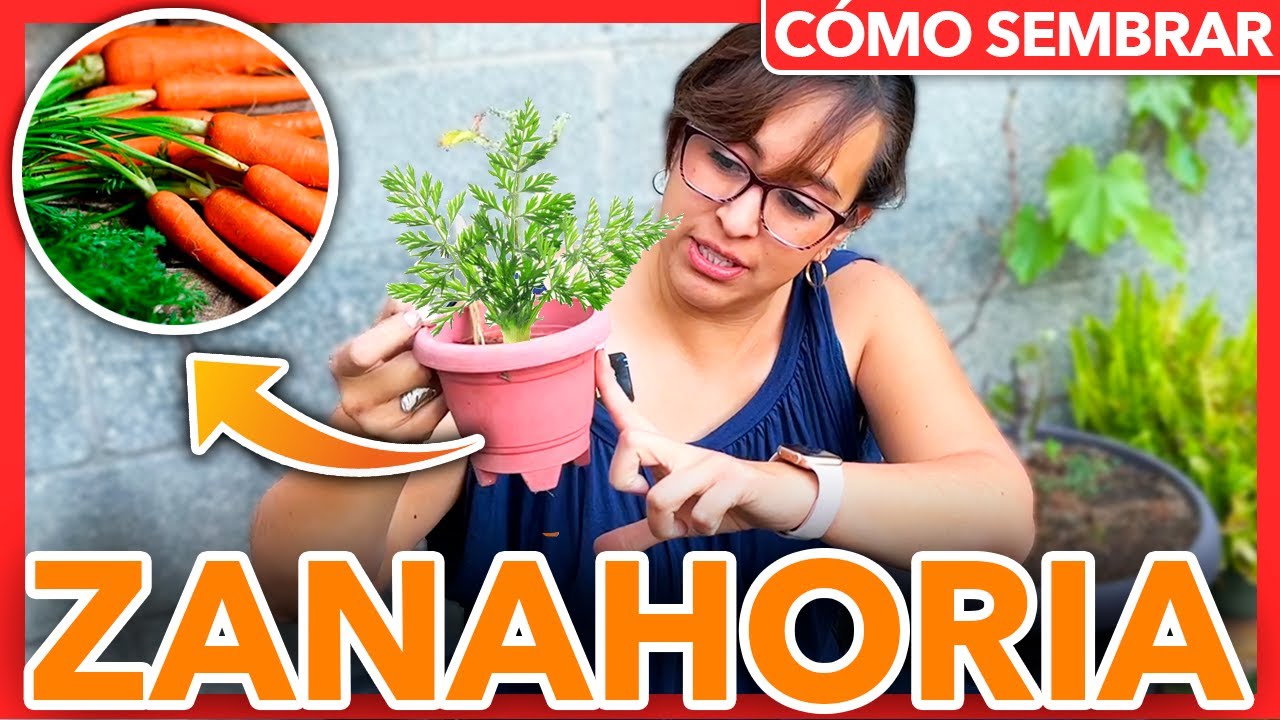 🥕 Como SEMBRAR ZANAHORIA PASO A PASO en Casa 🌱 (10 TIPS)