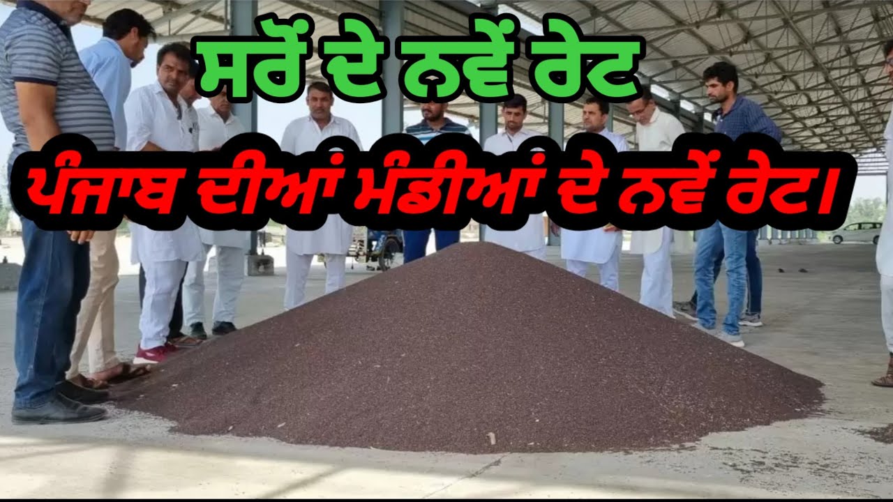 Sarso rate in Punjab Haryana Mandi. ਪੰਜਾਬ ਦੀਆਂ ਸਾਰੀਆਂ ਮੰਡੀਆਂ ਵਿੱਚ ਸਰੋਂ ਦੇ ਨਵੇਂ ਰੇਟ। #ਖੇਤੀ ਫਾਰਮ।