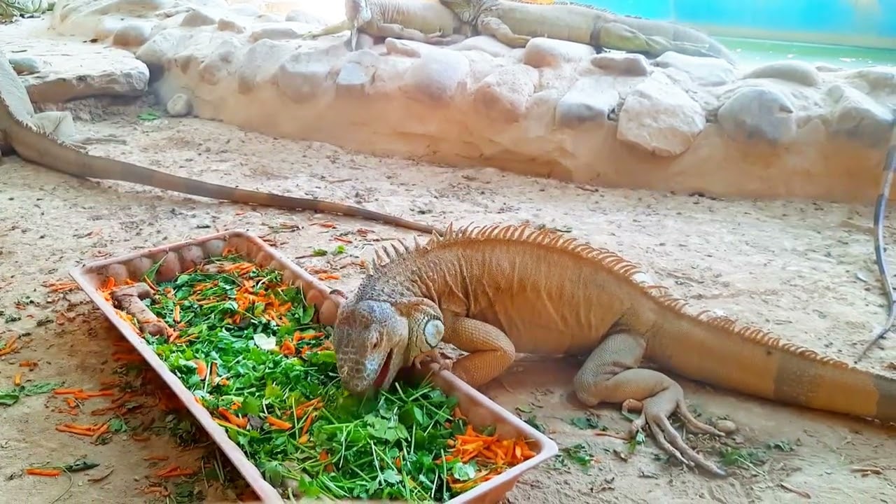 #iguana #naturelovers #animals #animallife #wildlife #naturevideo #longvideo 