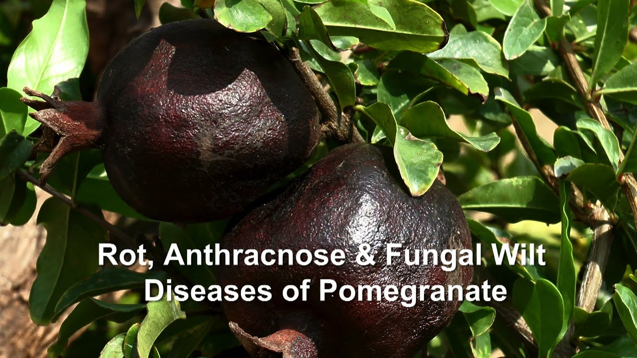 Rot, Anthracnose & Fungal Wilt Disease of Pomegranate