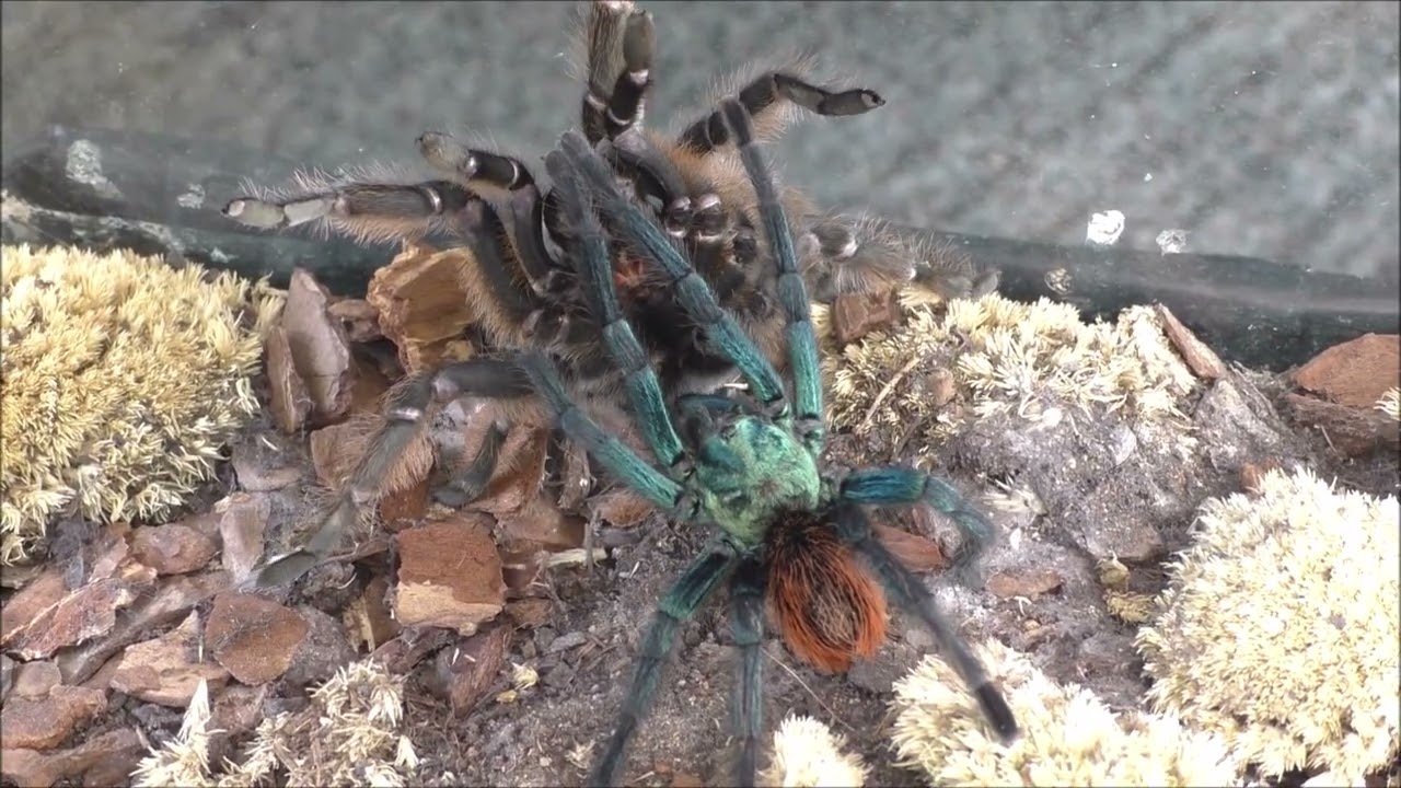 Aphonopelma mooreae Verpaarung
