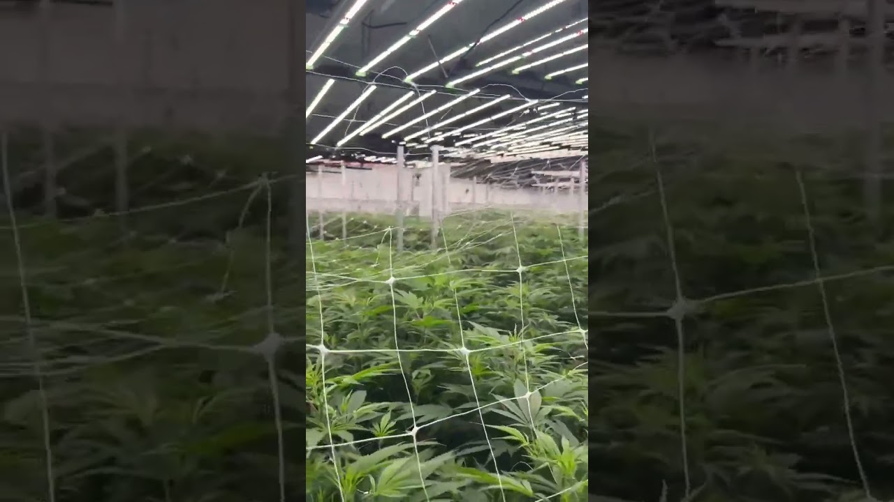 Flexstar 720W PRO LED Grow Lights: Still Going Strong After 4 Years in Thailand!