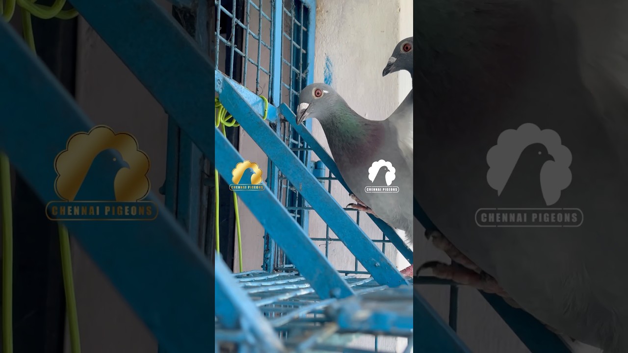 Racing Loft maintenance | Chennai pigeons #chennai #pigeon