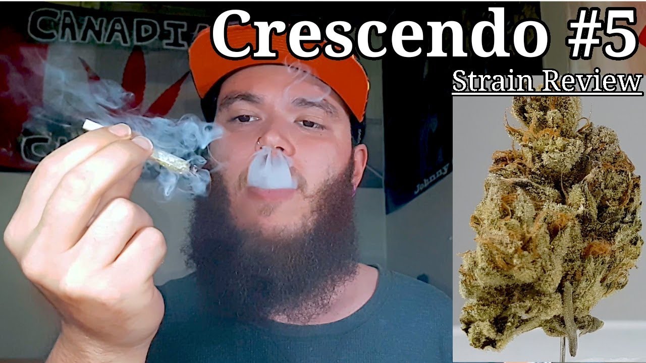 Обзор штамма - Crescendo #5