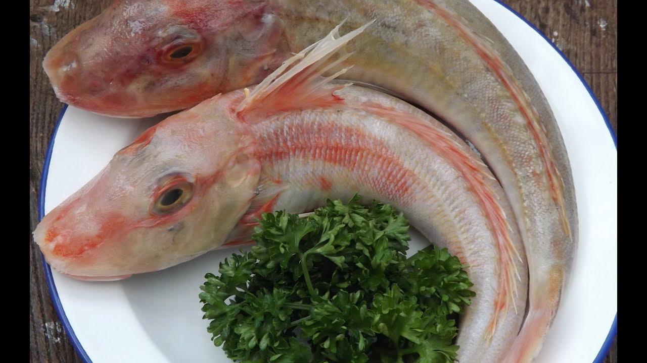 How To Skin And Fillet A Red Gurnard.Sea Robin.