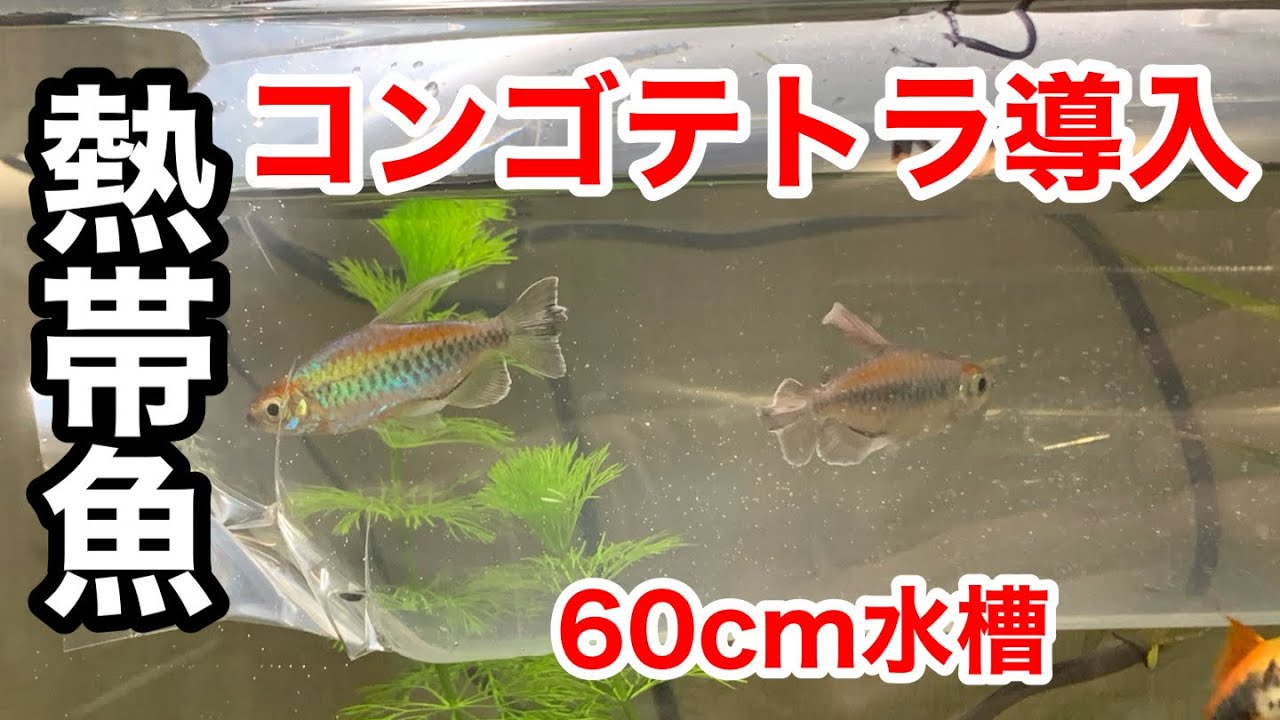 【熱帯魚飼育】60cm水槽に新しく【コンゴテトラ】を導入する動画