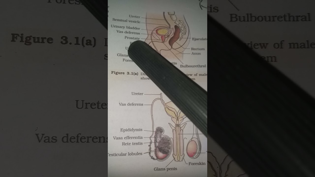 reproduction in humans