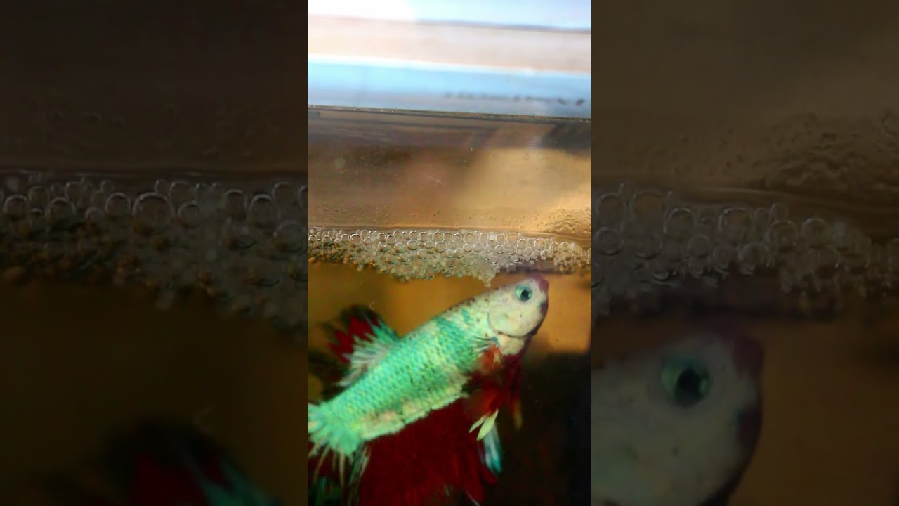 Male Betta Guarding his Bubble Nest... #fishparadise #fishvlog #bettafish