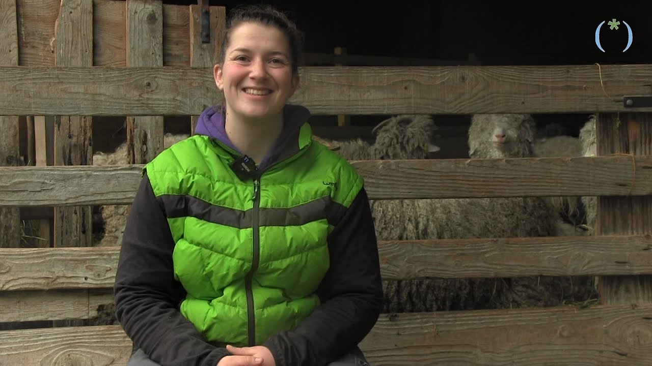 Le Mohair du Moulin, une fibre naturelle &eacute;colo et bio