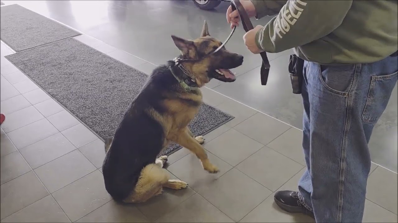 Fidelity K9 Walter