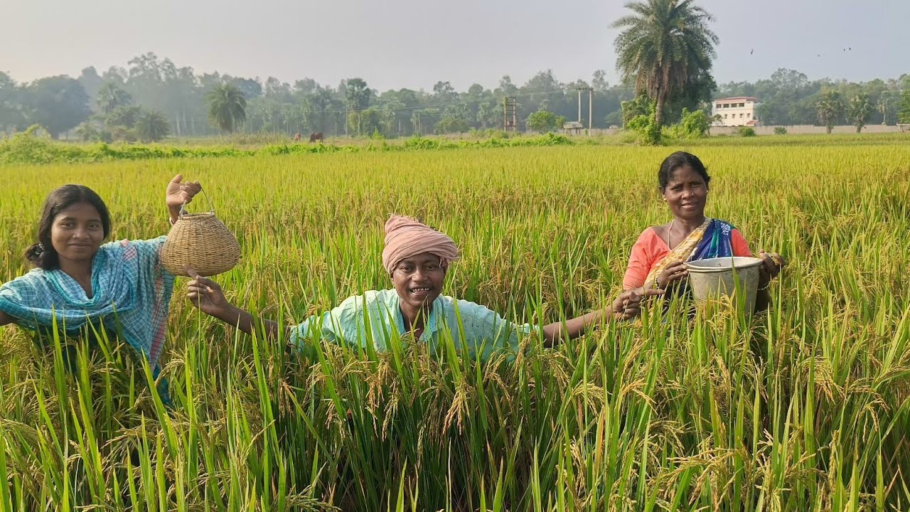 মাঠের থেকে টাটকা মাছ ধরে রান্না করে খাওয়ার মজাটাই আলাদা l