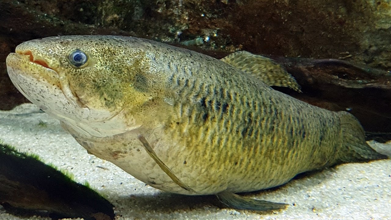 El pez lobo (Hoplias malabaricus) Ficha Técnica
